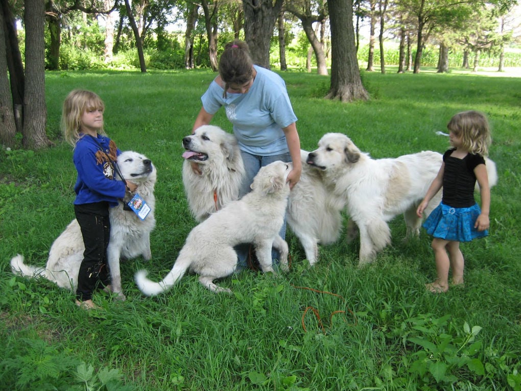 great white pyrenees stuffed animal