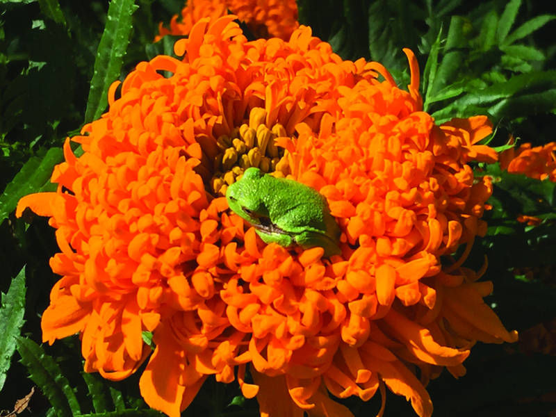 In The Garden: Marigold is only boring by design | News | thelandonline.com