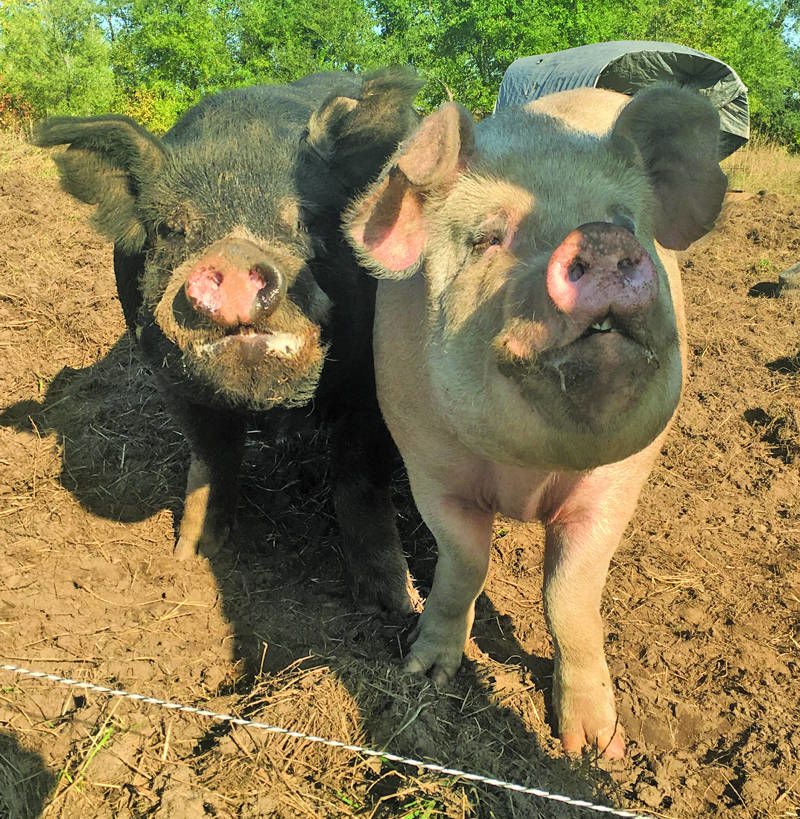 Great Outdoors Is Good For Graise Farm Pigs News Thelandonline Com