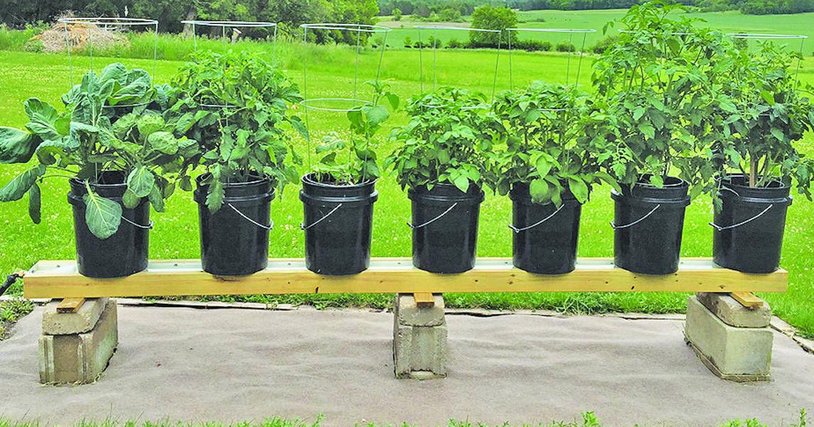 grow your own plant Grow your own Jungle Houseplant Seed Collection