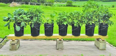 19 Excellent Garden Uses For 5-Gallon Buckets - Gardening