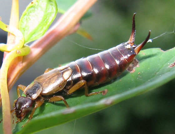 harmful-insects-can-be-trapped-at-night-mankato-news-thelandonline