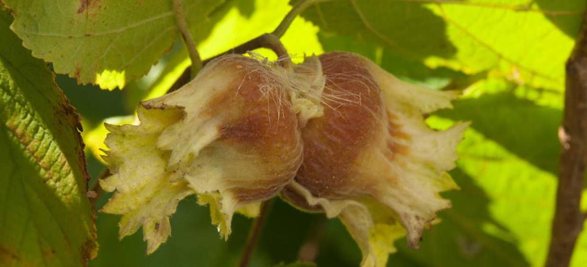 Are hazelnuts a viable ‘third crop’ for Midwest? News