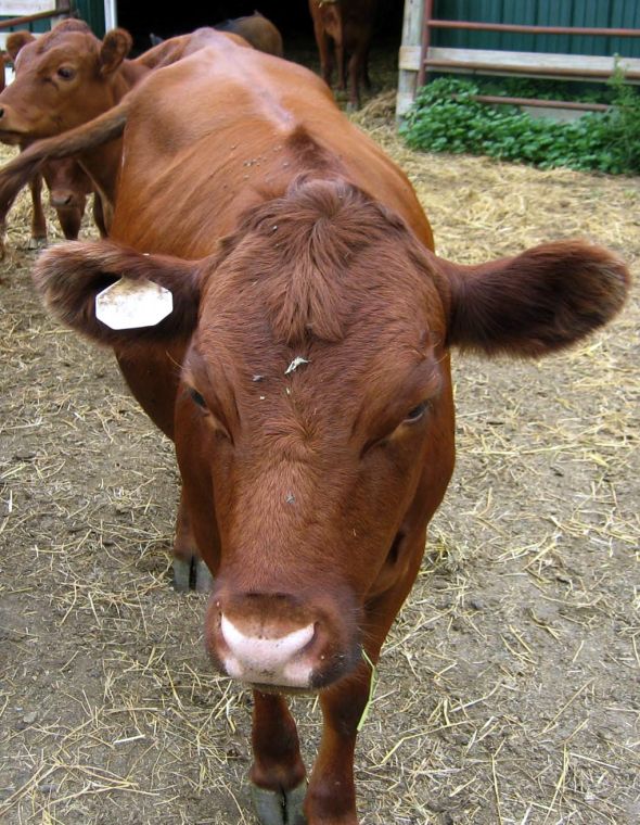 dexture cow