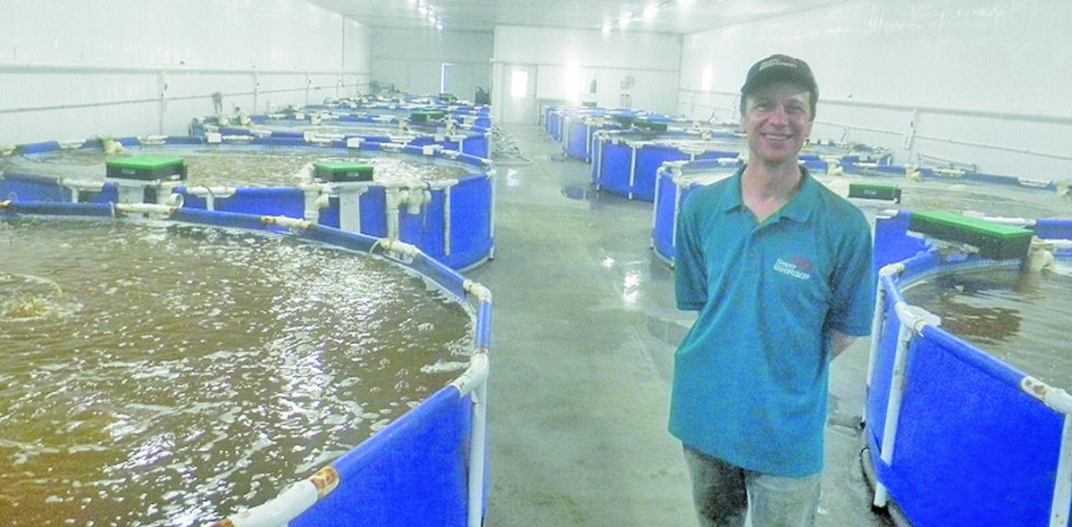 Minnesota Shrimp Farm Seeing Successful First Year News