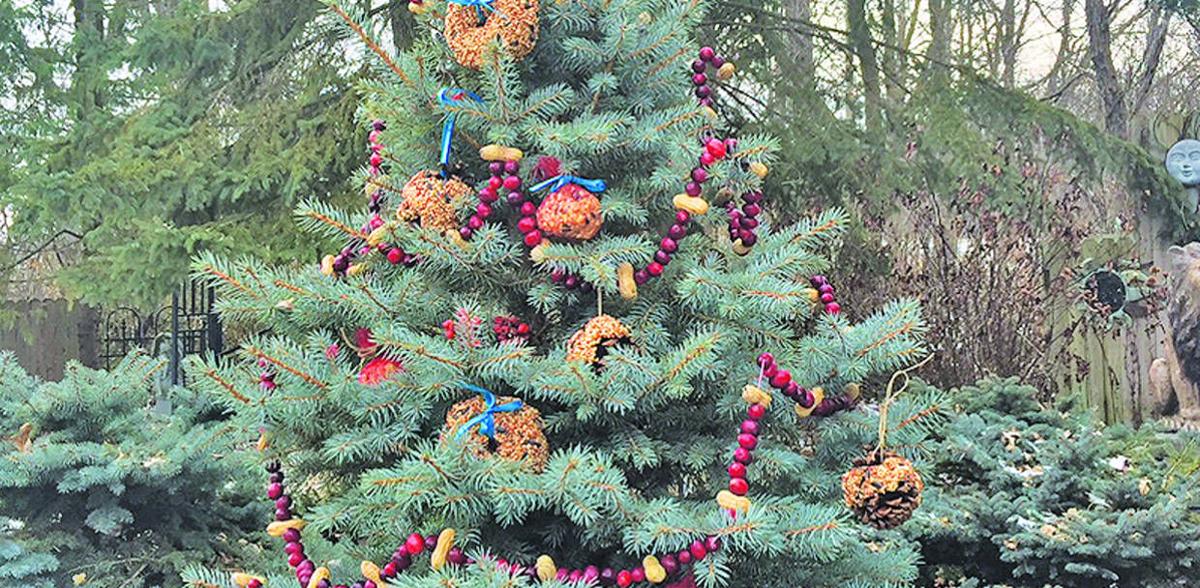 In The Garden Decorate A Bird Feeder Tree News