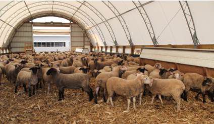 Sheep For Profit School coming July 5-8, Pipestone, MN | Nuts & Bolts ...