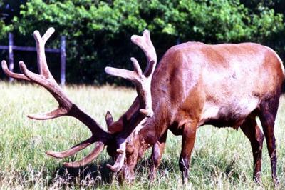 Chronic wasting, TB a challenge for elk breeders