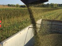 Hemp Grain