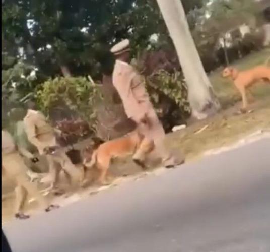 Animal rights activists 'disgusted' after viral video shows officer ...