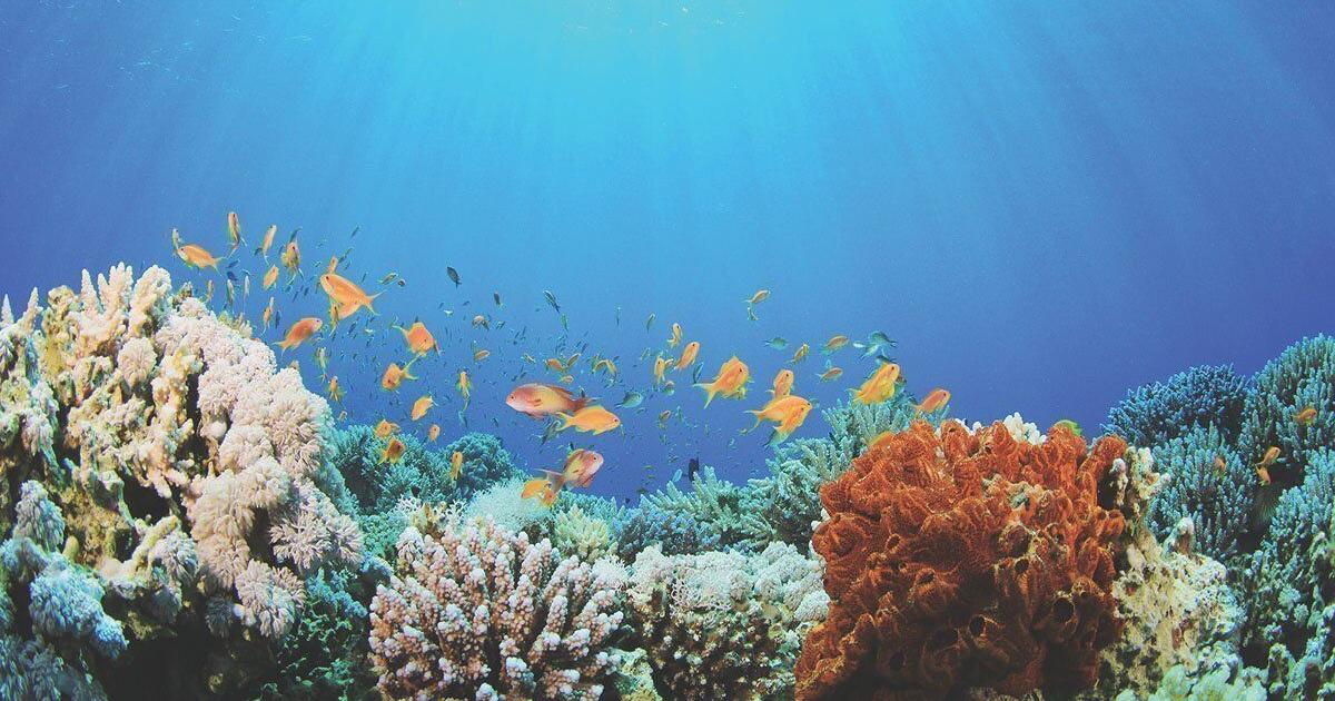 Study: Bahamas has large number of climate-resilient reefs