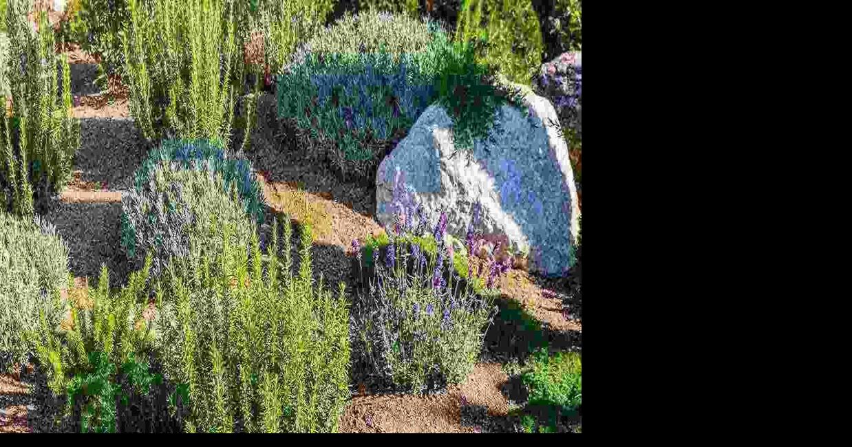 Lawn & Landcare Grows Xeriscaping Services in Northern DFW Amid Increasing Demand for Drought-Tolerant Landscapes