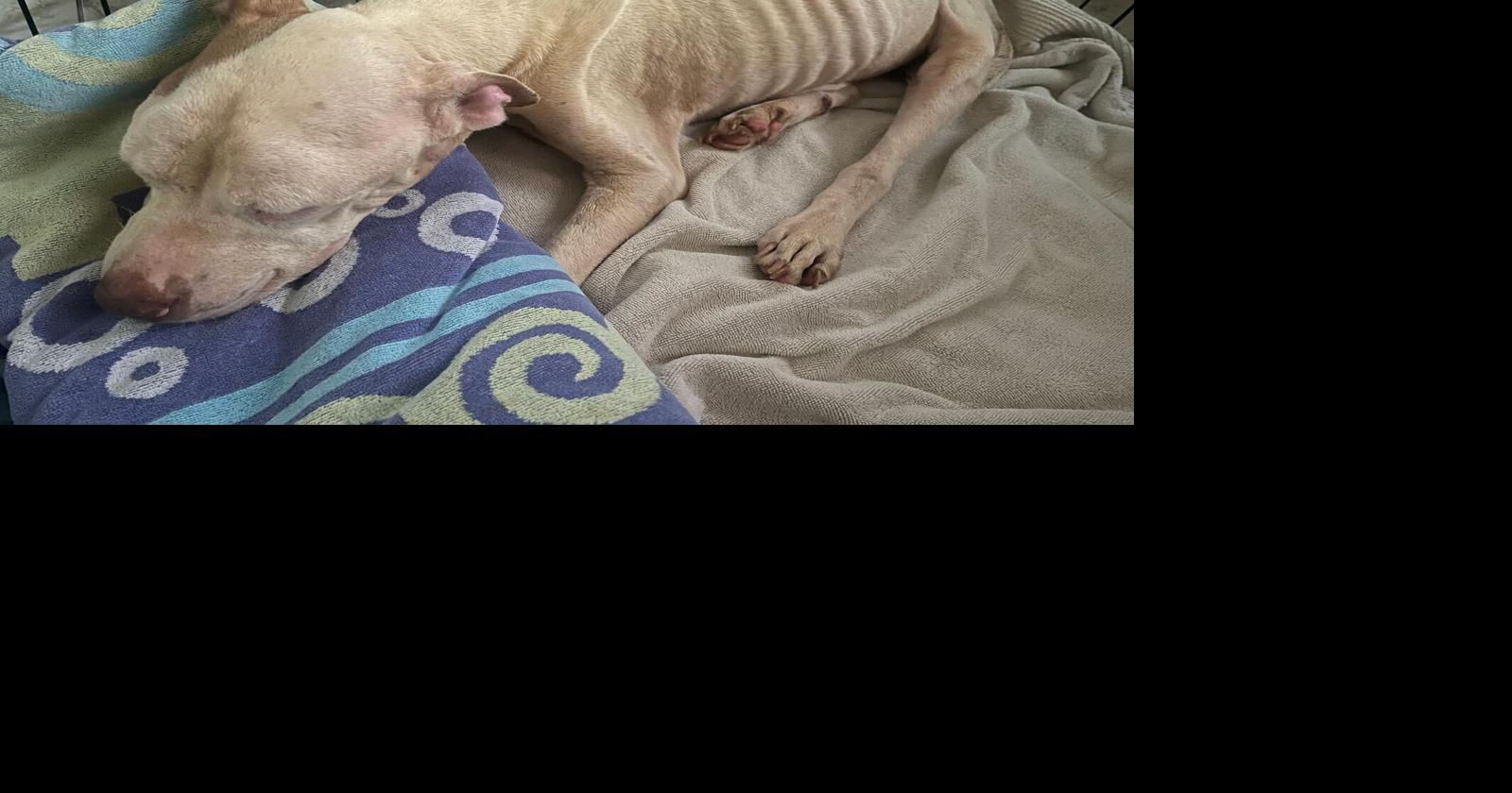 Activists say weak enforcement is fueling animal cruelty