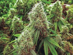 Marijuana as medicine: What makes sense and what does not