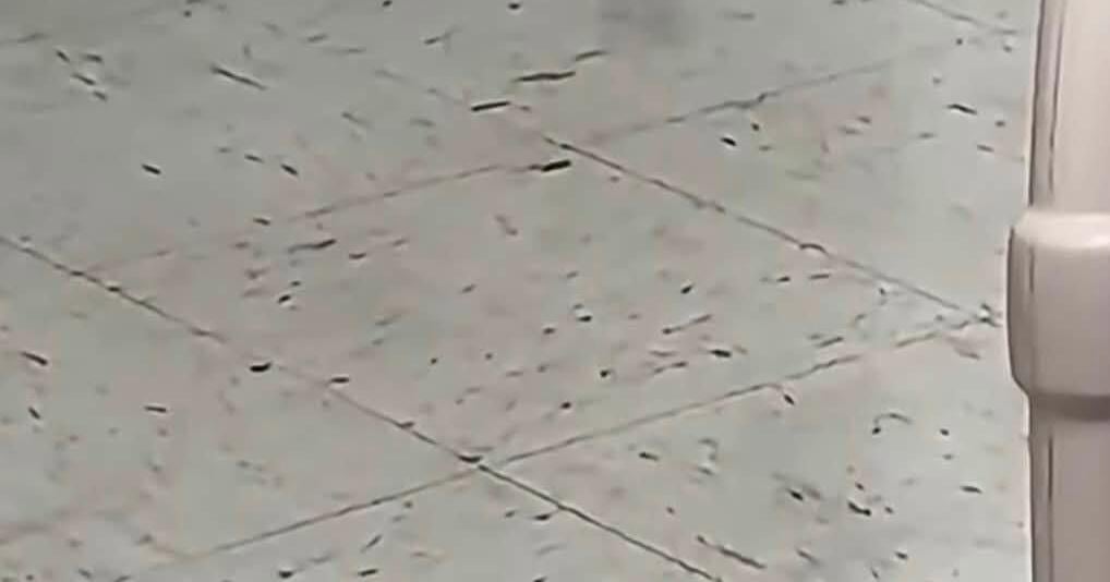 Rat spotted at PMH