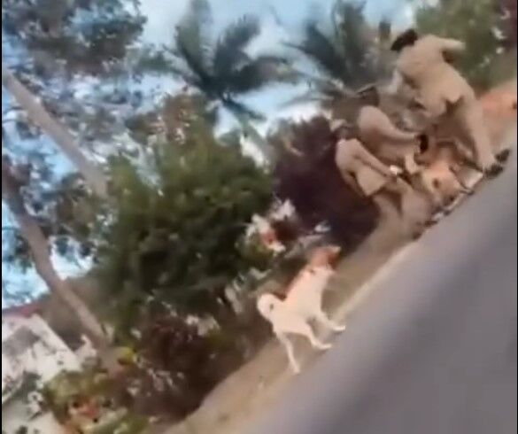 Animal rights activists 'disgusted' after viral video shows officer ...