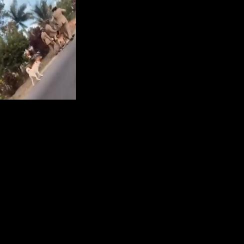 Animal rights activists 'disgusted' after viral video shows officer killing a dog