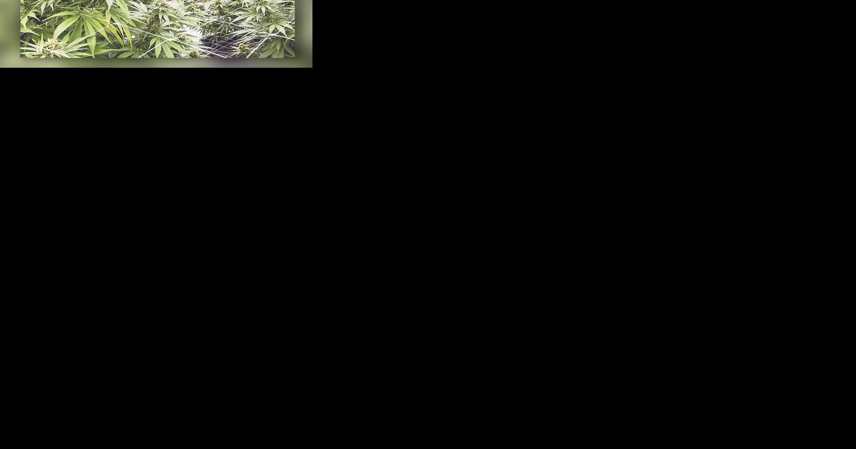 Pinder says cannabis legislation to be tabled next month - Vimarsana News