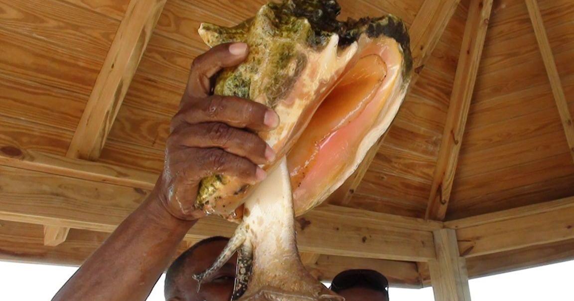 Queen conch breeding and conservation initiative hits milestone