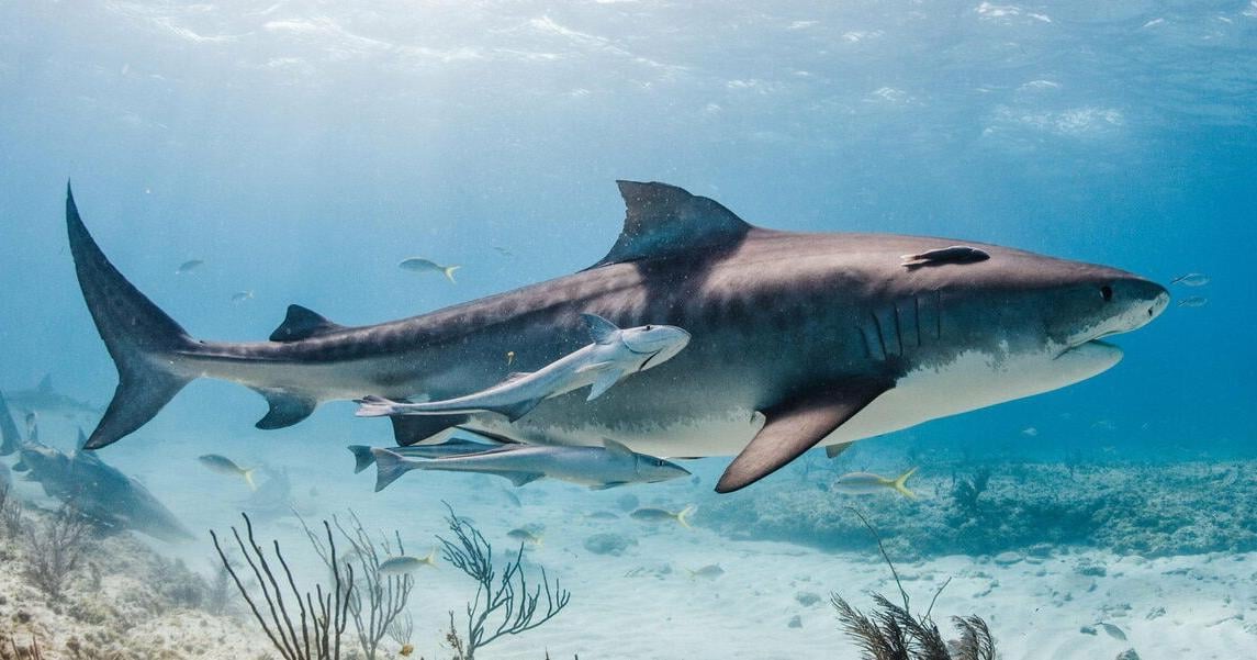 Study finds cocaine, caffeine, acetaminophen among contaminants in Bahamian sharks