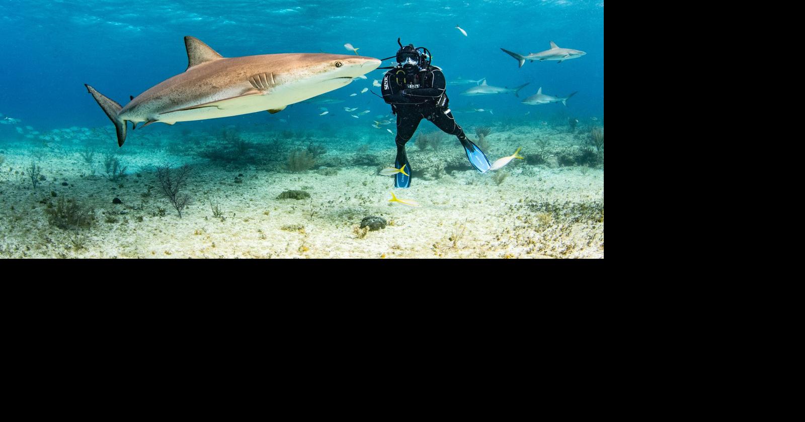 Candace Fields earns shark-focused PhD
