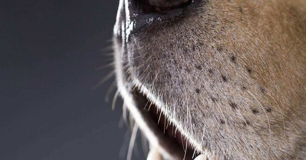 Noses that know: Dogs versus prostate cancer | Lifestyles