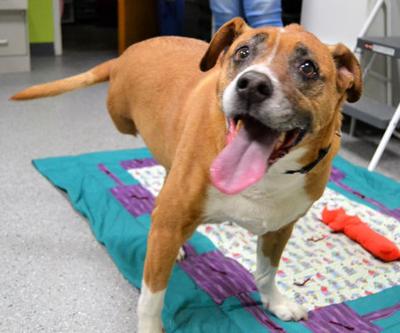 MHS SEEKS HOME FOR 3-LEGGED SENIOR