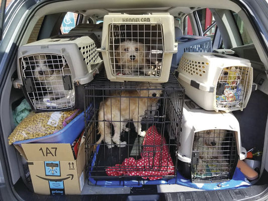 Dogs from hoarding case finding homes, love | News | thenewsdispatch.com