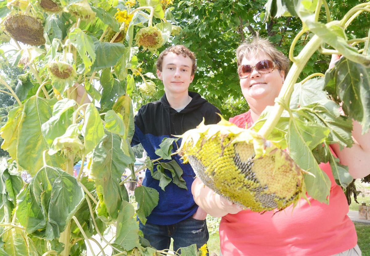 La Porte teen's sunflower boasts 68 heads to win annual fair News