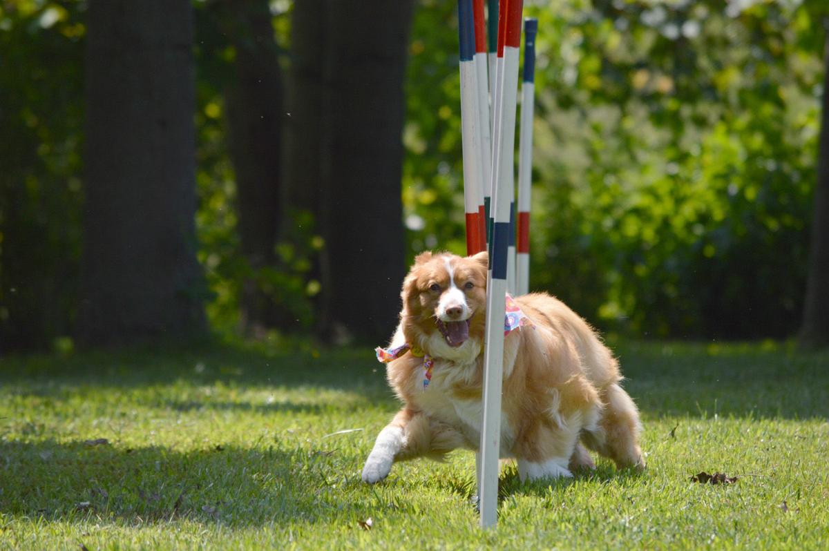 Dog Days of Summer