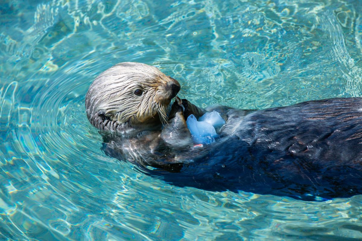 You otter visit the aquarium for Sea Otter Awareness Day Community