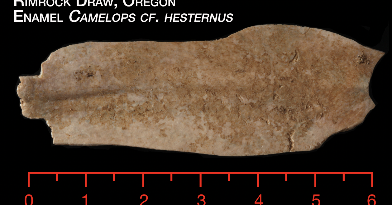 Trending / Discovery: Evidence of human occupancy in Oregon 18,000 years ago - Vimarsana News
