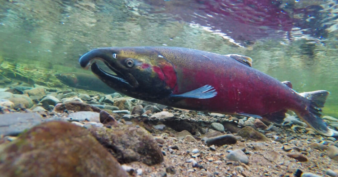 Environment: West Coast Tribes Urge Investigation into Tire Toxins Linked to Fish Deaths |  News