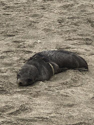 Guadalupe fur seal