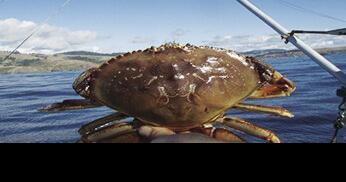 Local seafood good for the heart, mind and conscience - Vimarsana News
