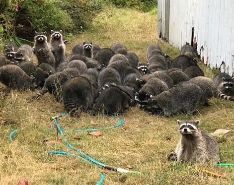 What happens if you quit feeding raccoons