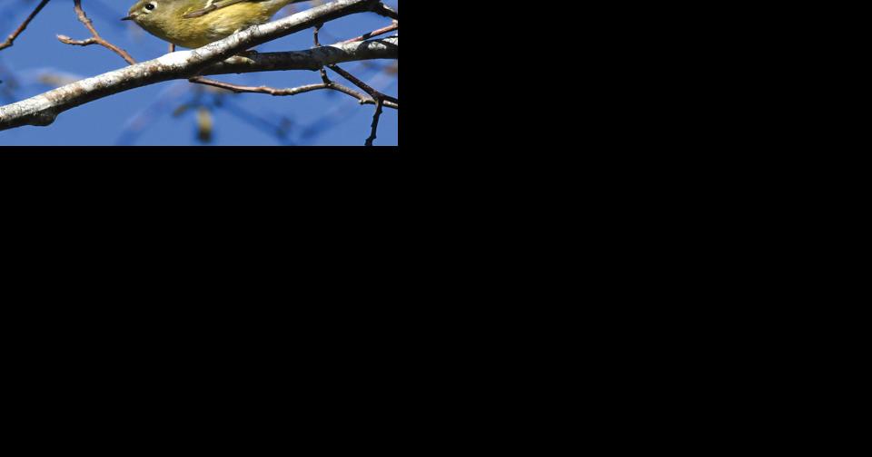Bird walks in Lincoln City, Newport - Vimarsana News