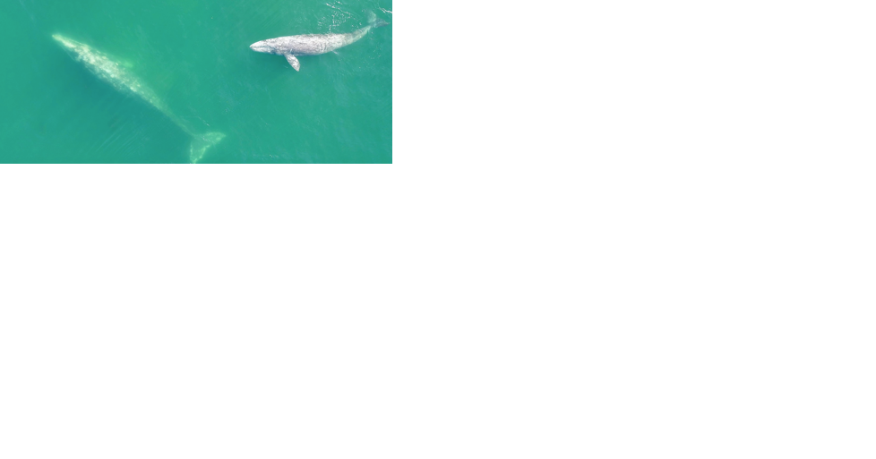 Community Event: Gray Whale habitat use and behavior off the Oregon Coast - Vimarsana News
