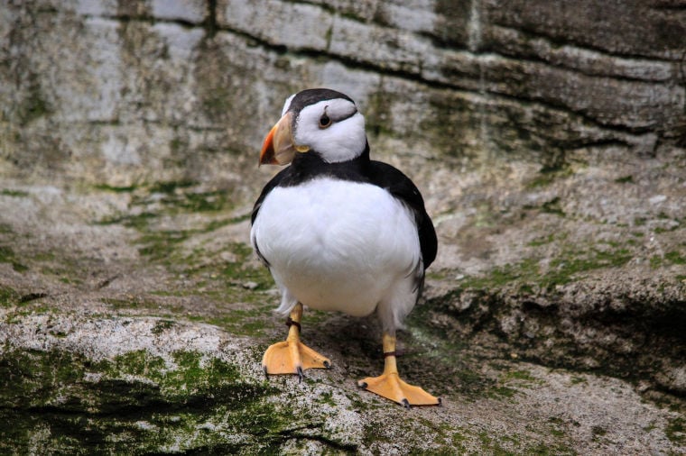 Horned Puffin - Alaska Sealife Center