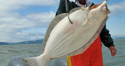 Central Coast All Depth Halibut Opens May 21 News Thenewsguard Com