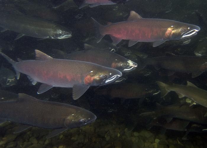 Salmon Habitat Map State releases 2023 update News