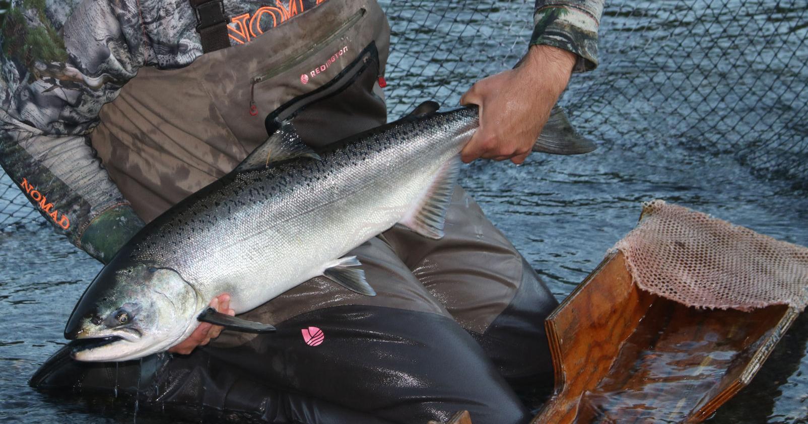 Salmon Fishing: ODFW announces new regulations - Vimarsana News