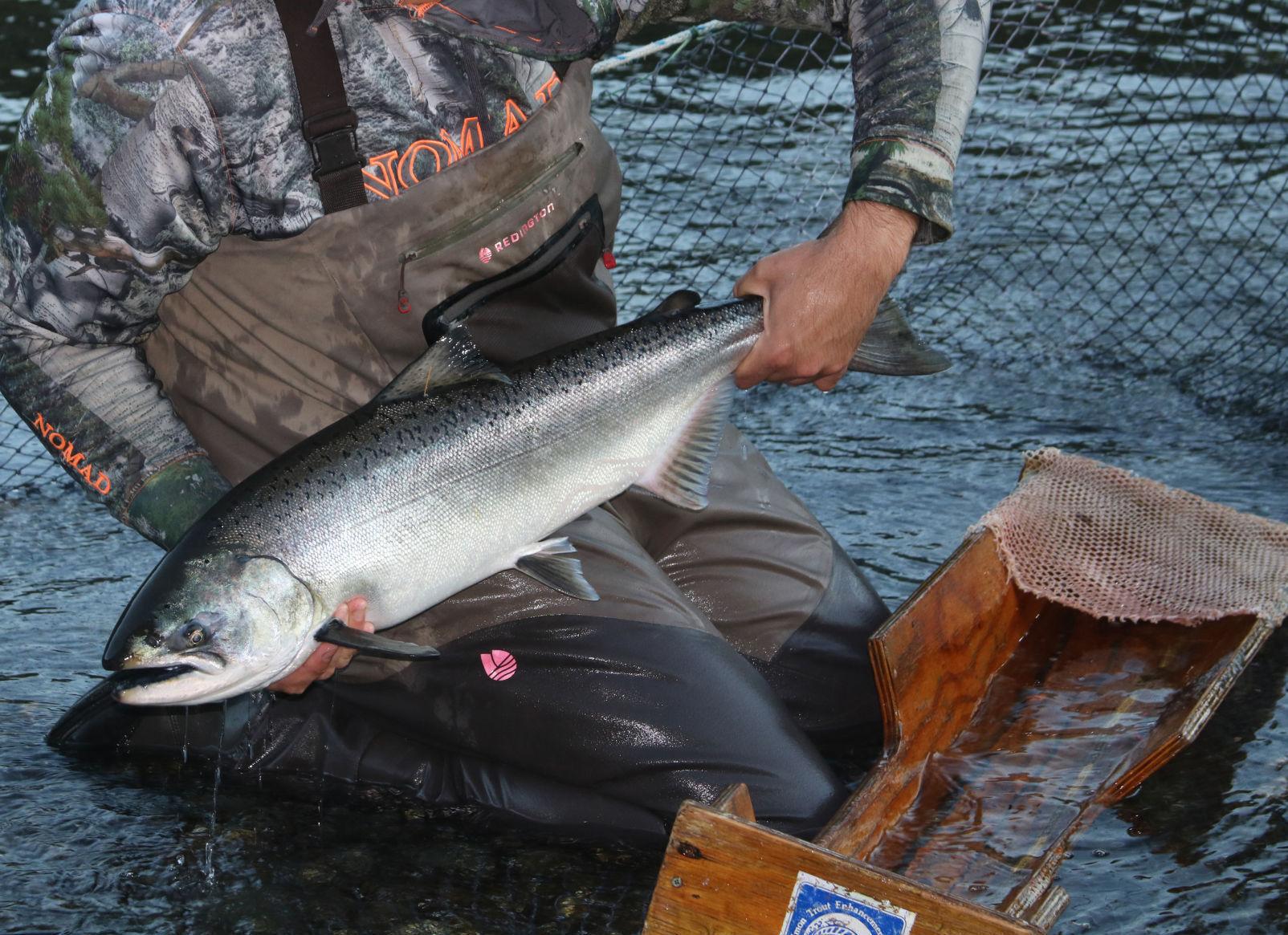 Salmon Fishing ODFW announces new regulations News