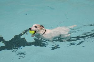 dog swimming pool north east
