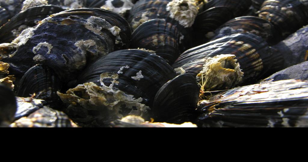 Open Razor clamming from Washington border to Cape Blanco News