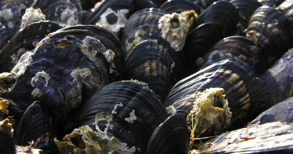 Open: Razor clamming from Washington border to Cape Blanco | News ...