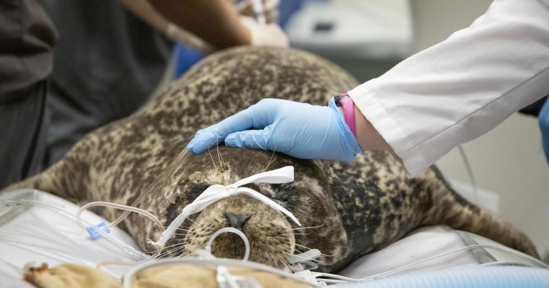 Harbor Seal Medical Update: Boots gets diagnosed at OSU veterinary hospital - Vimarsana News