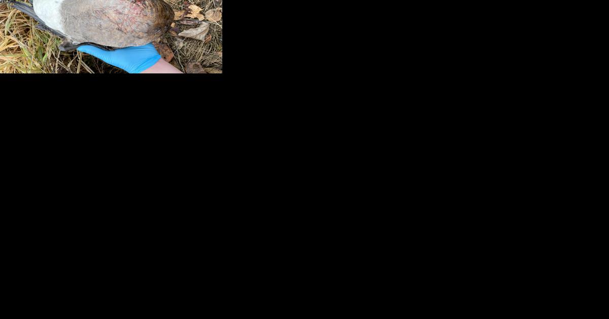 Avian flu: Do not handle sick or dead waterfowl, hunters should take precautions - Vimarsana News