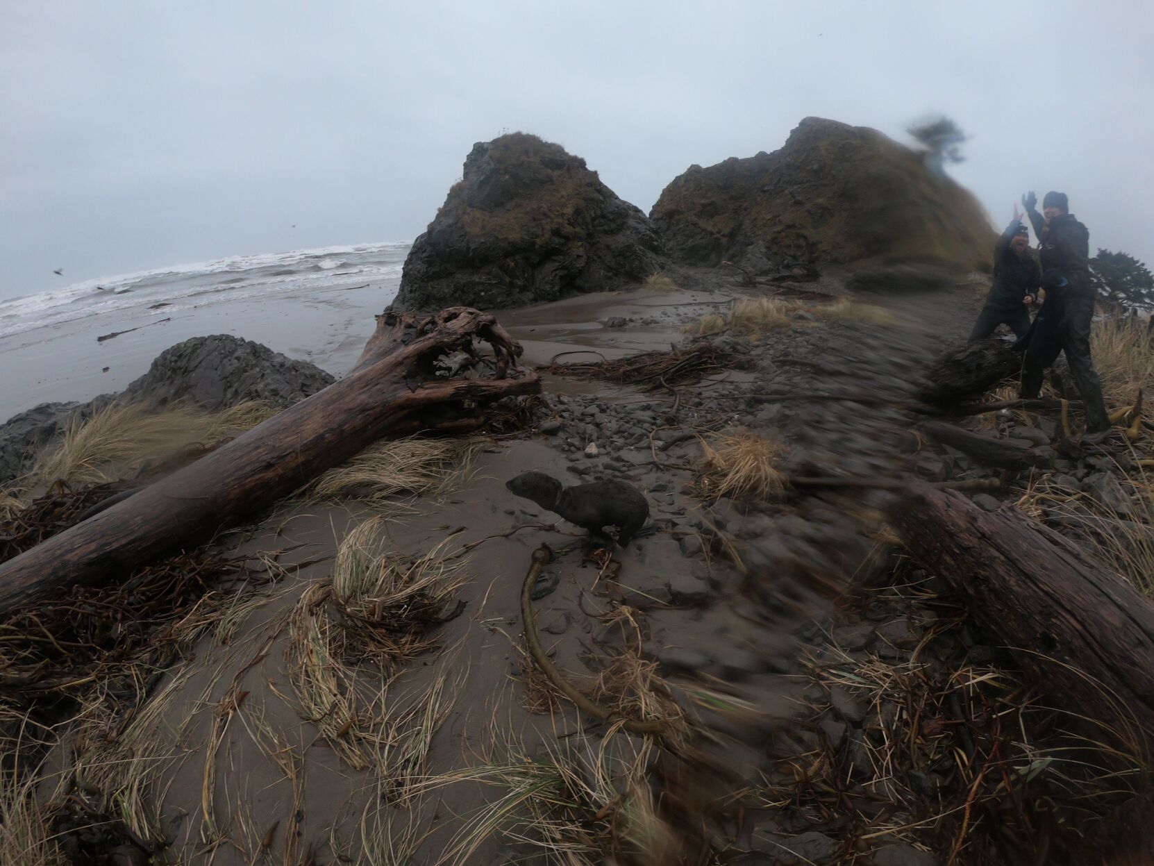 Life Saving Mission Members Of The Oregon Coast Aquarium Assist News   63ee82fd6c966.image 