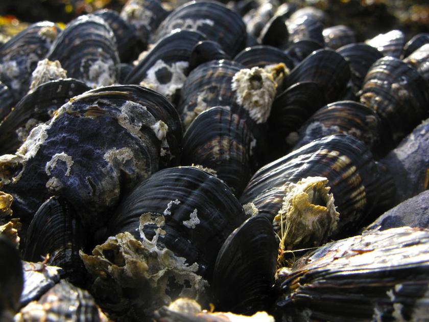 CLOSED Mussel harvesting News